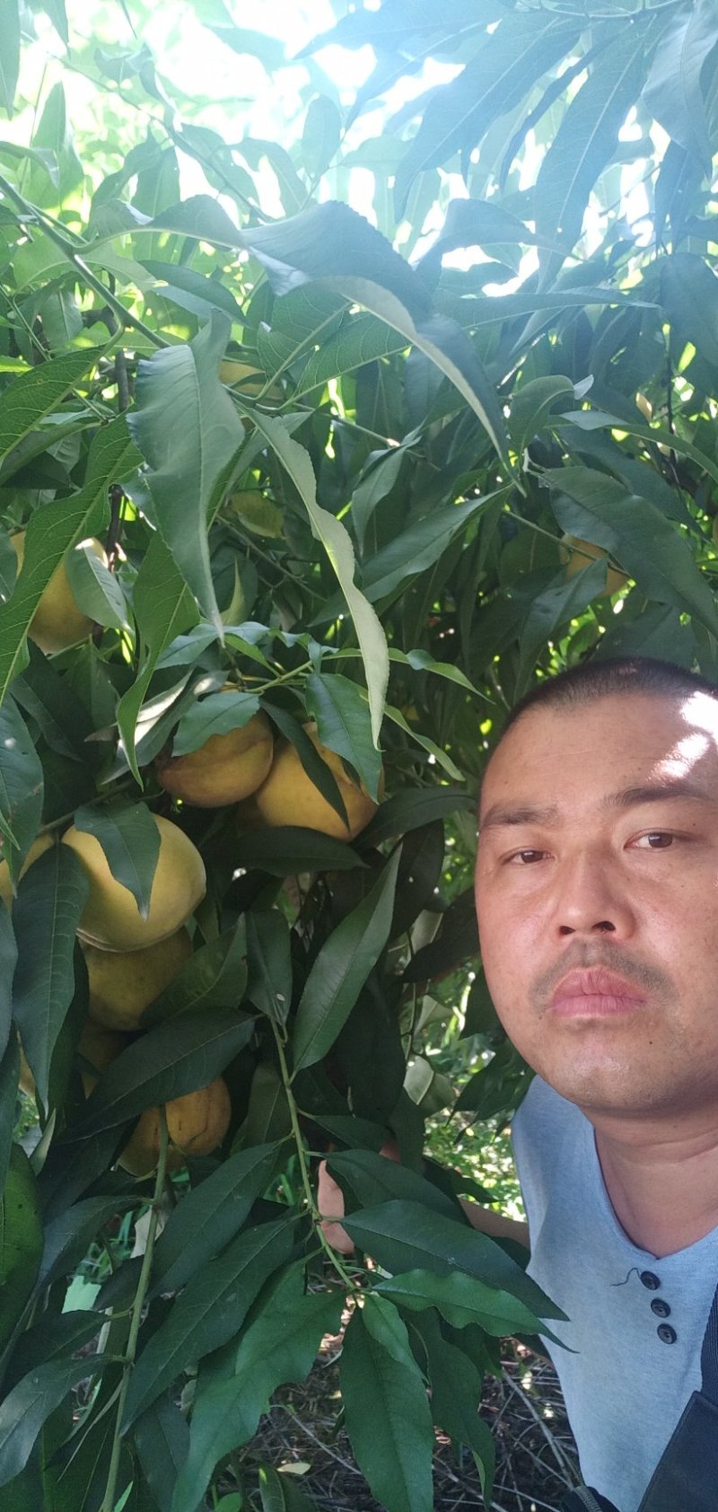 锦绣黄桃热烈欢迎您