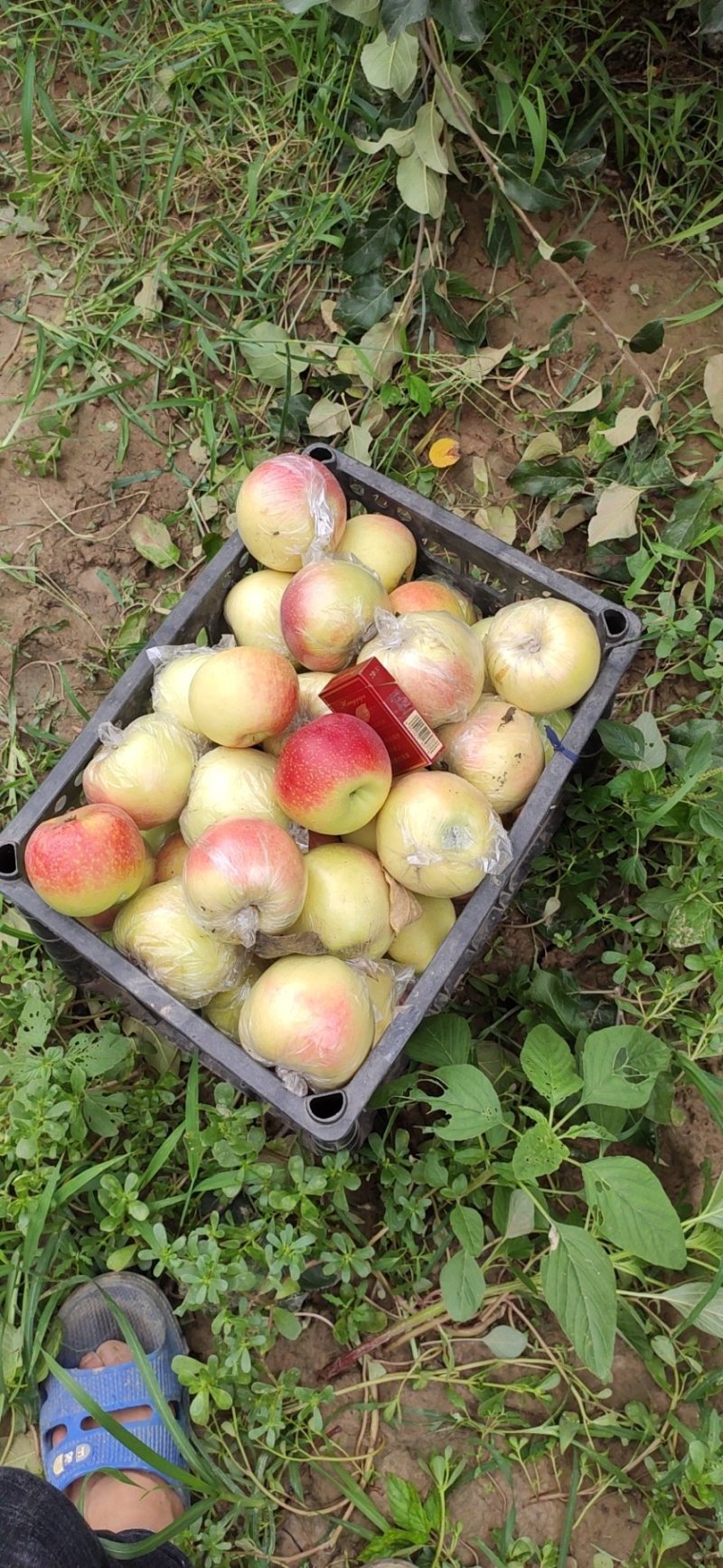 富士苹果商品果
