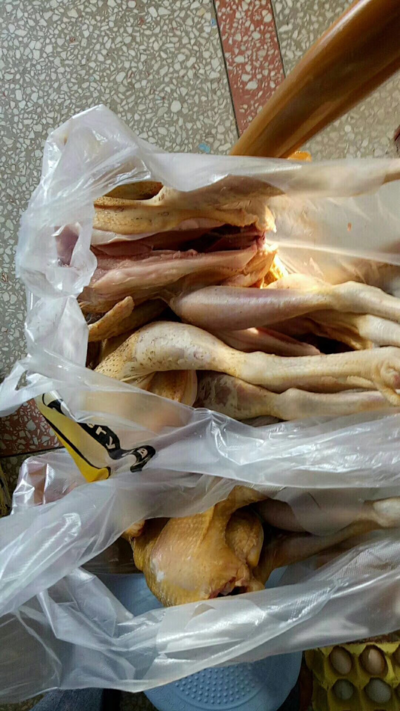 五峰原生态土鸡