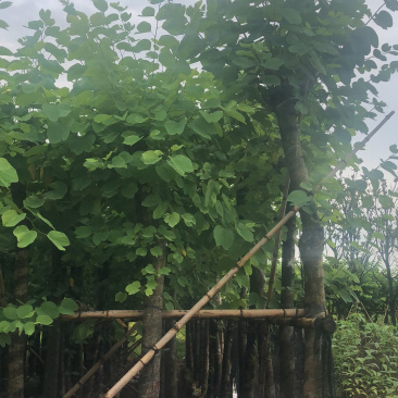 红花紫荆8-13分移植苗