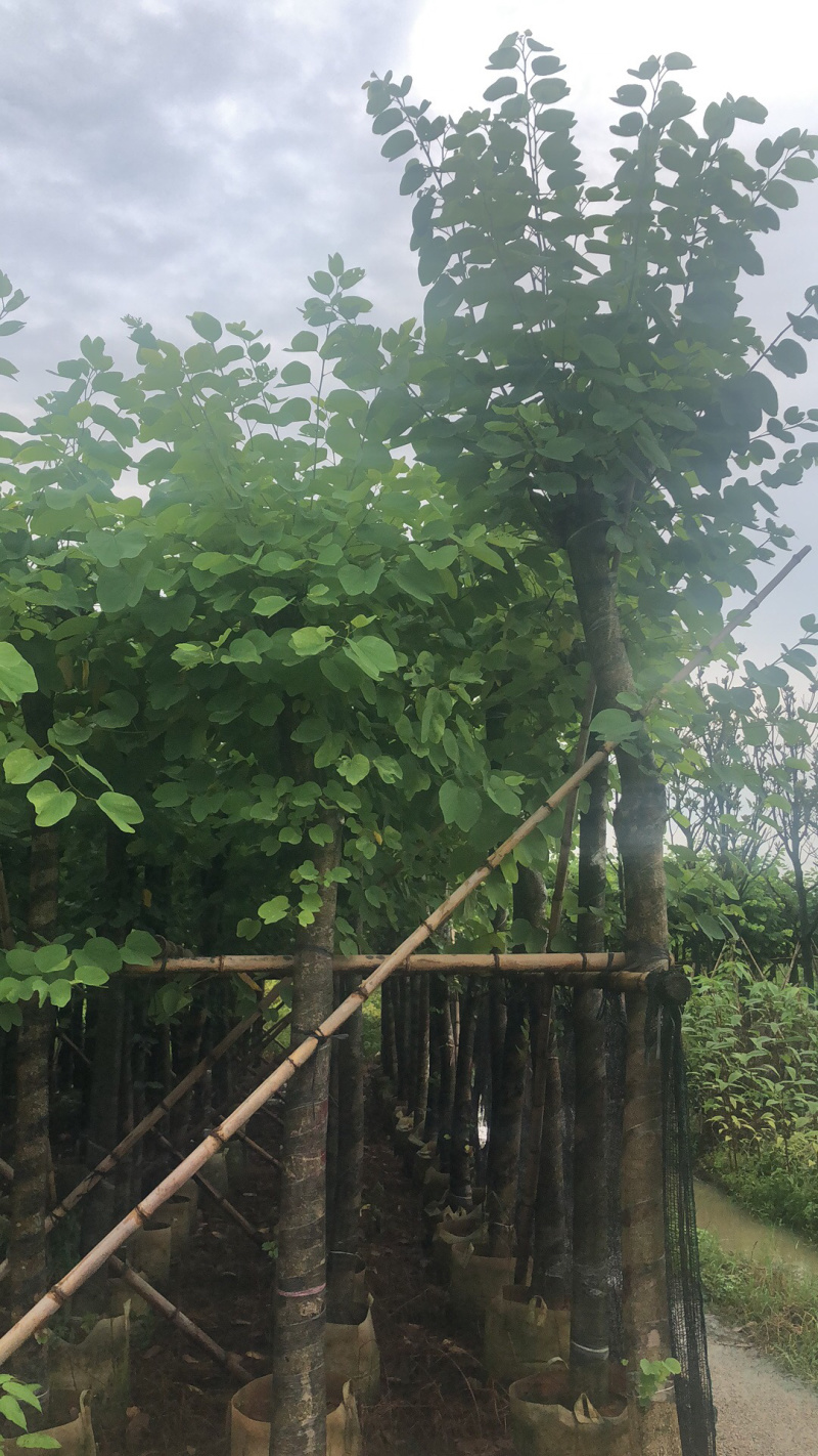 红花紫荆8-13分移植苗