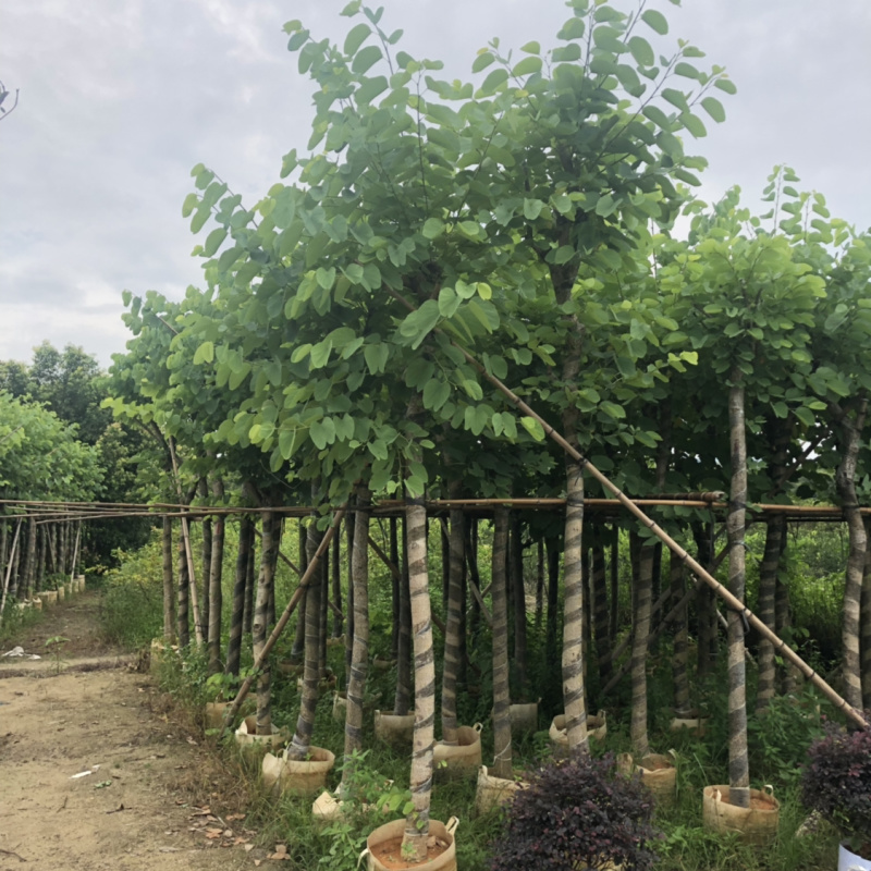 红花紫荆8-13分移植苗