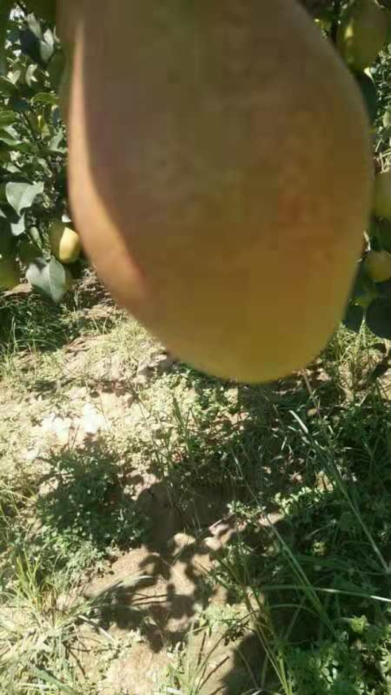 大量供应红香酥梨陕西大荔一手货源欢迎咨询采购