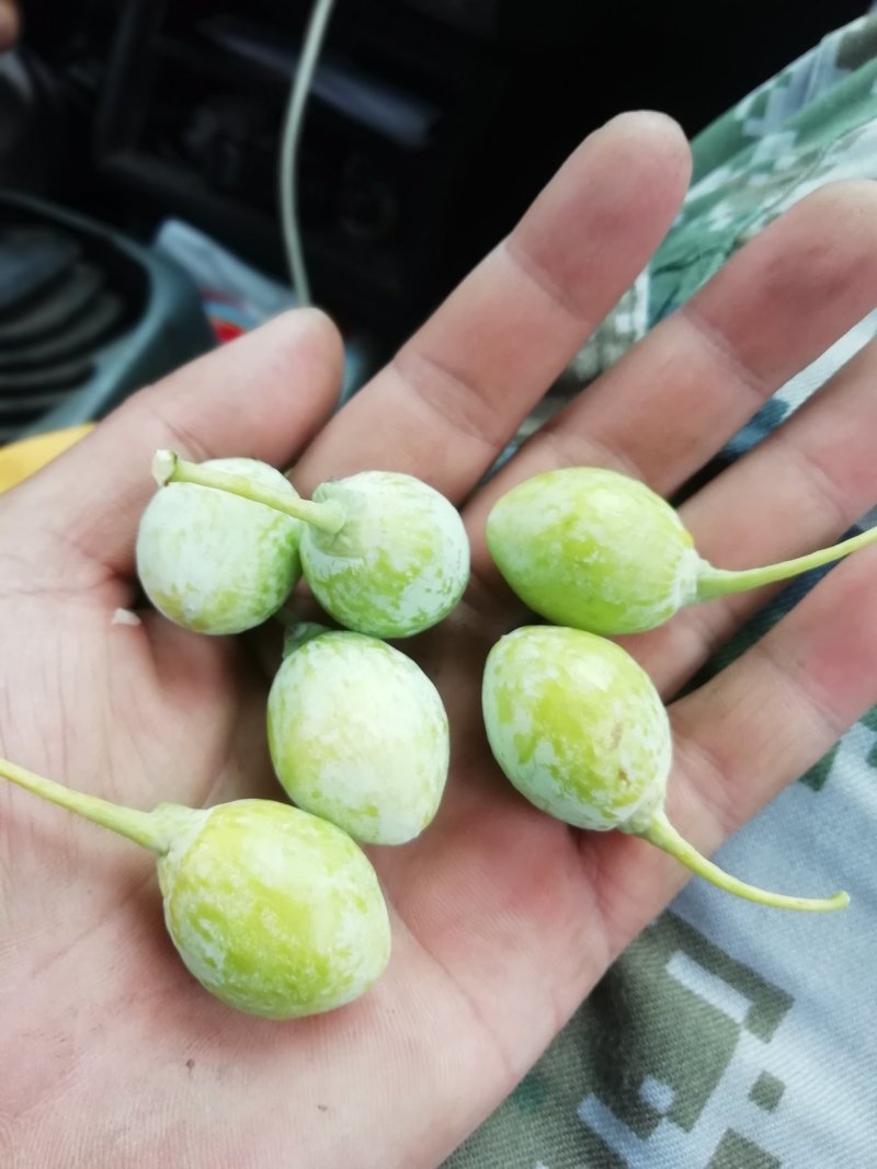 银杏果