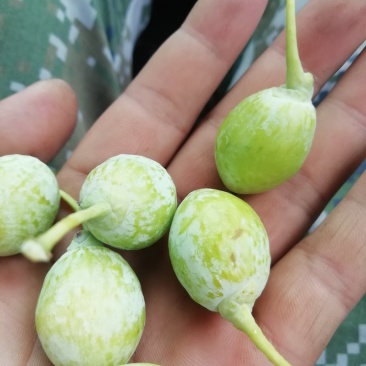 银杏果