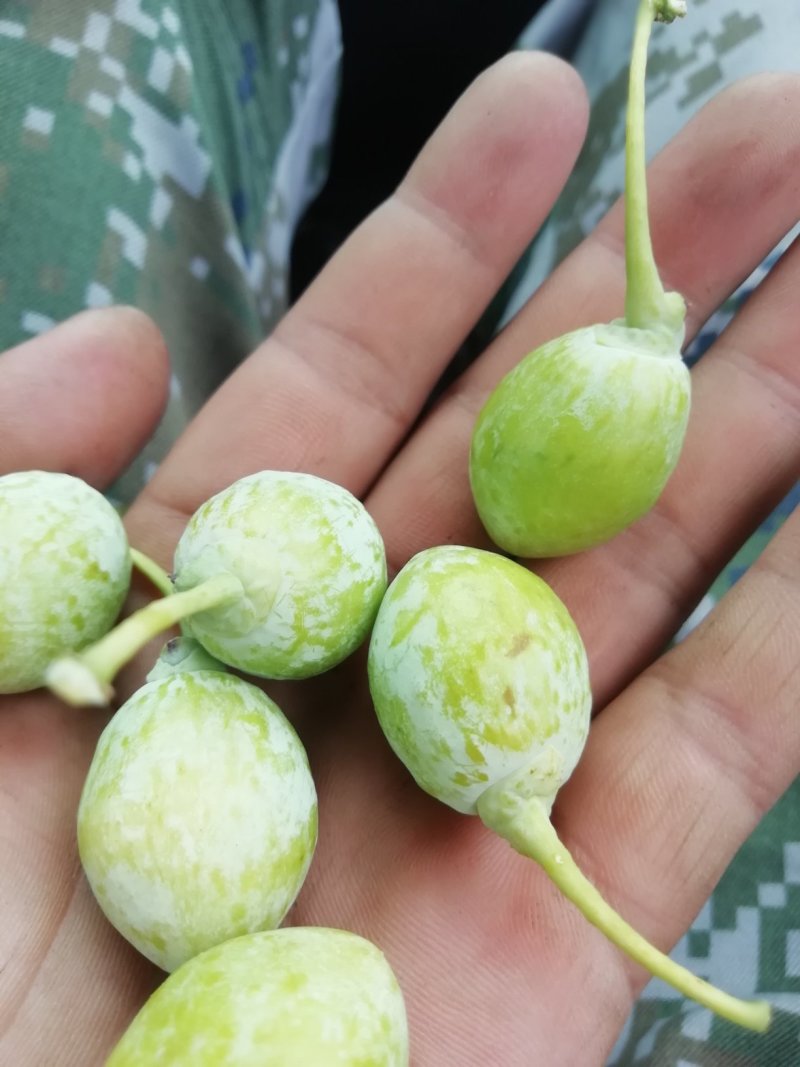 银杏果