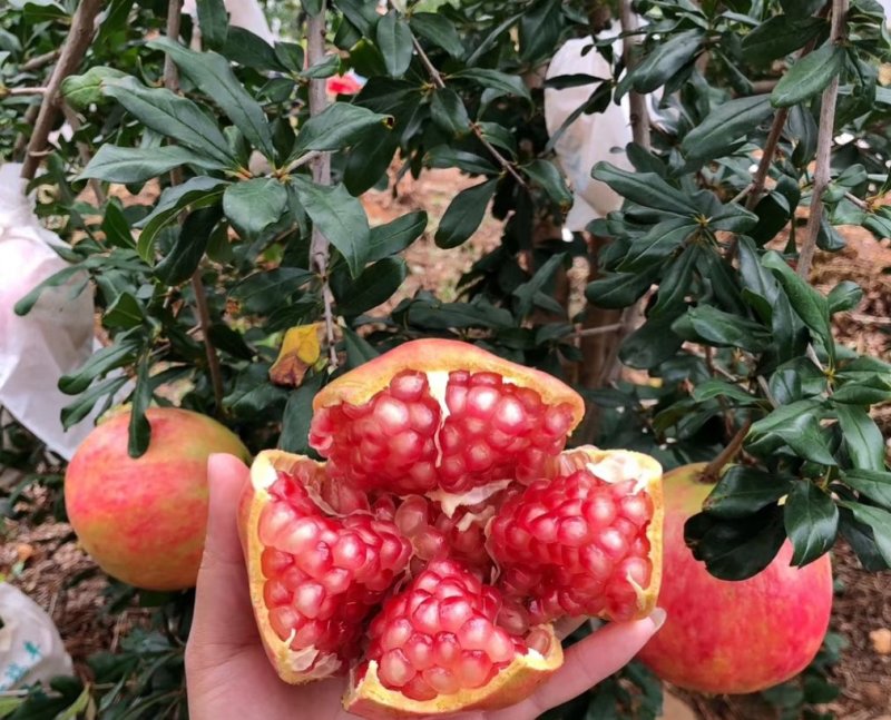 云南软籽石榴