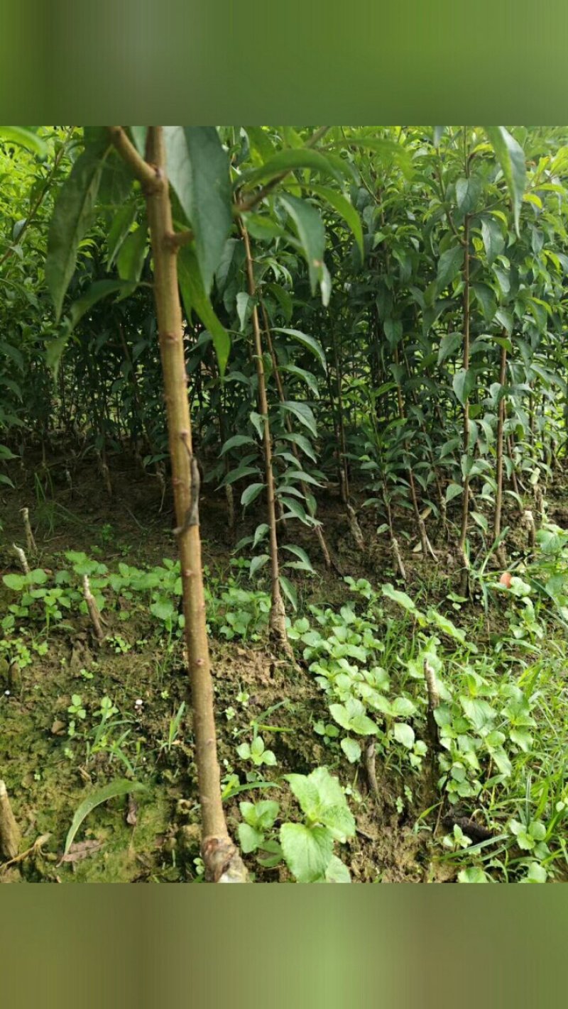 蜂糖李苗原产地正宗直销产品第一代嫁接苗四月李苗原生态苗