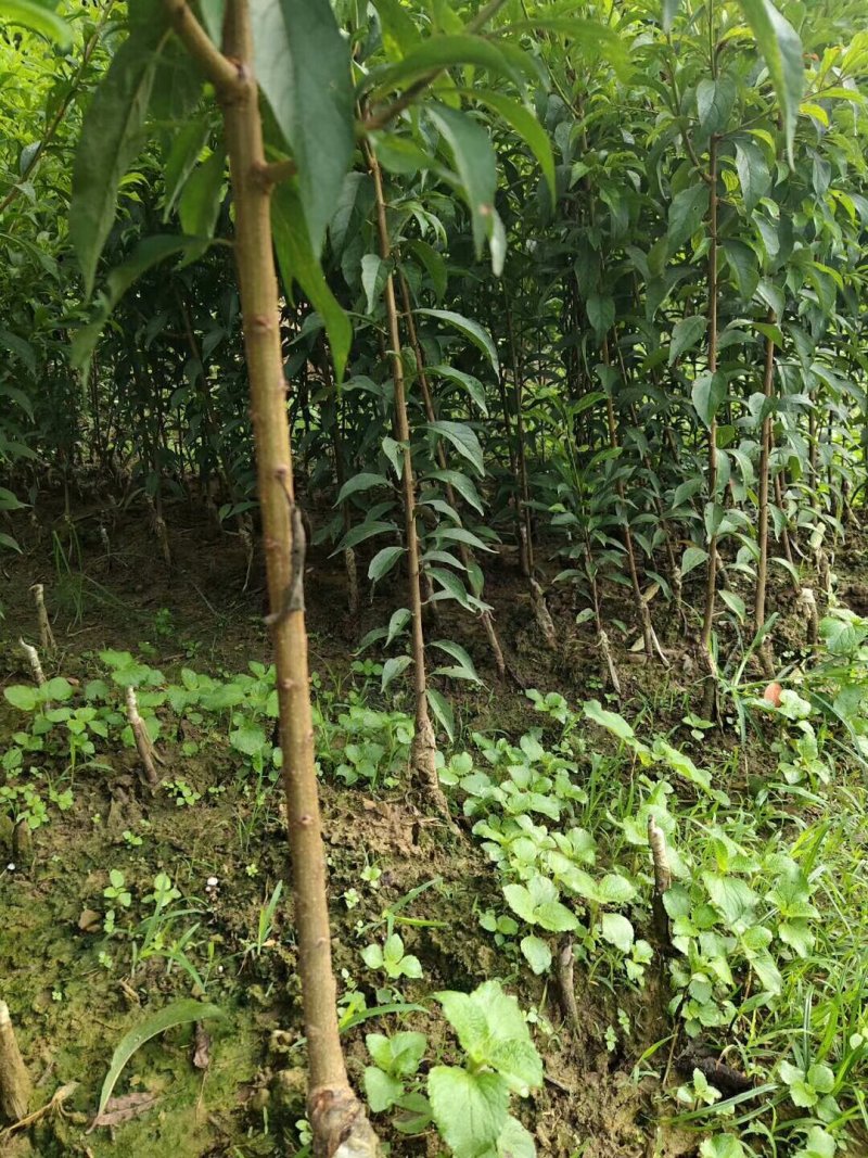 蜂糖李苗原产地正宗直销产品第一代嫁接苗四月李苗原生态苗