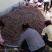 苍溪脆红李大量低价上市产地直供支持全国快递