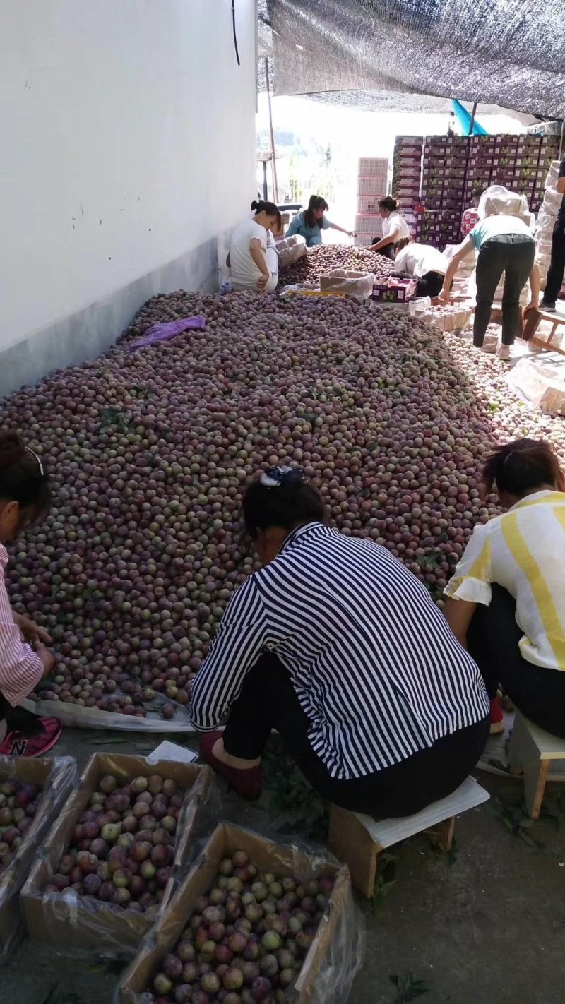 苍溪脆红李大量低价上市产地直供支持全国快递