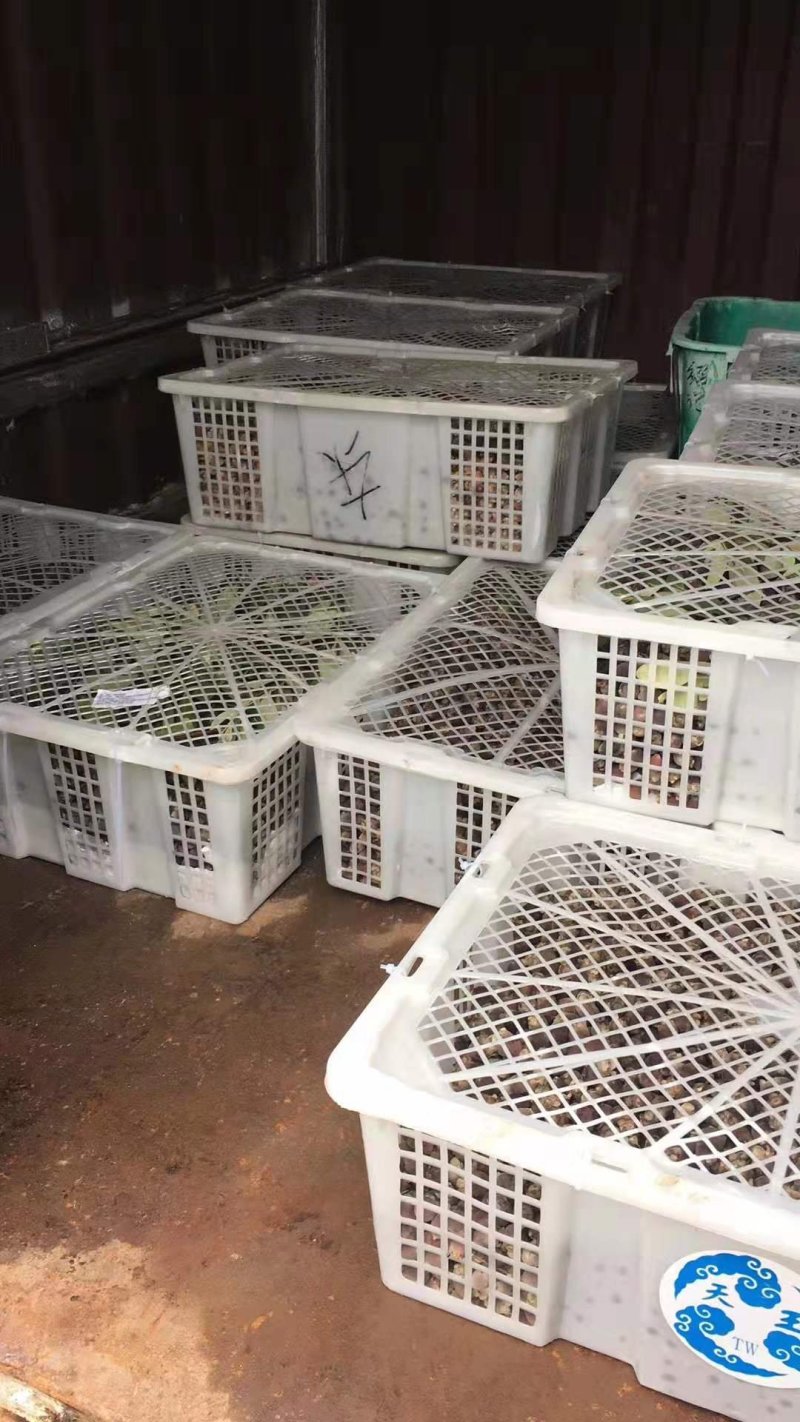 桃金娘供应商