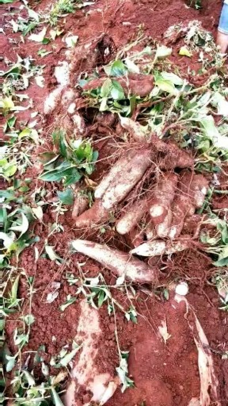 云南灵芝红土地山药质量太高了