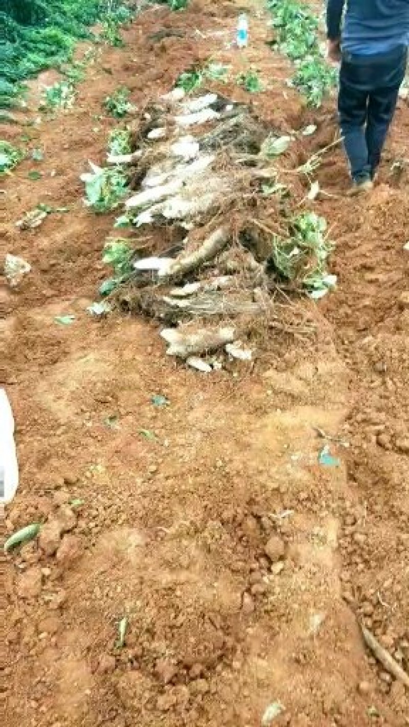 云南灵芝红土地山药质量太高了