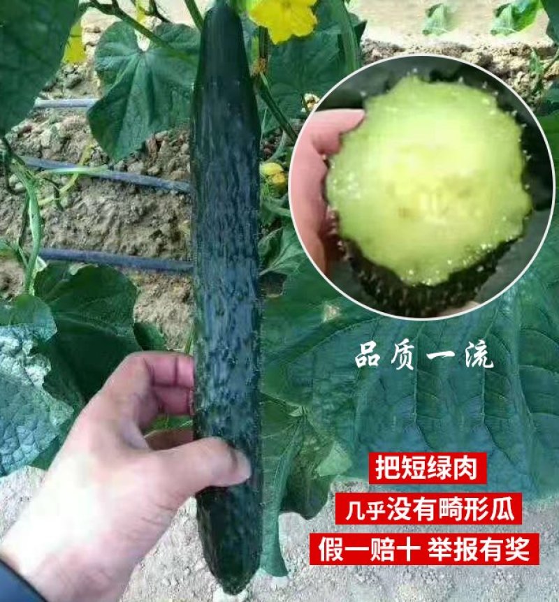 强雌黄瓜种子露地绿皮绿肉油亮型黄瓜种子