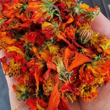 新疆七彩雪菊，冰菊，高海拔野生雪菊