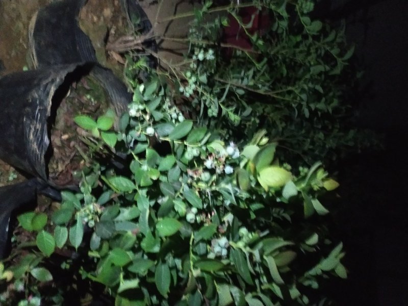 蓝莓苗各种规格品种包成活包邮