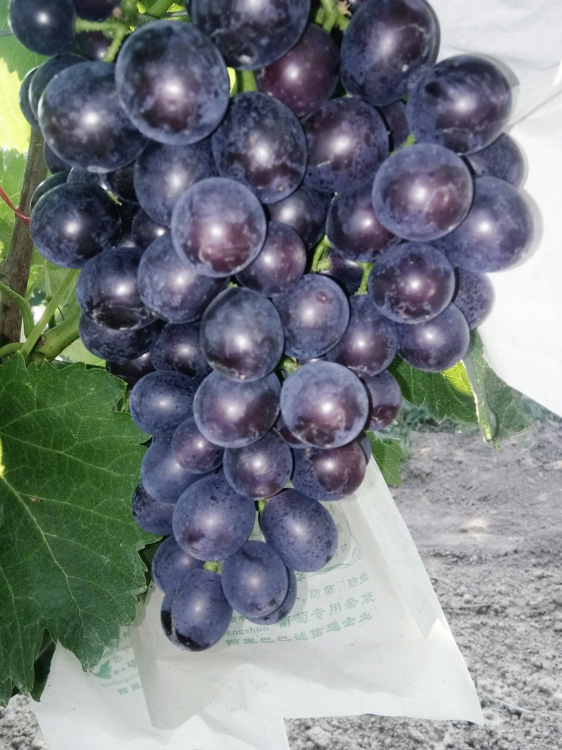 夏黑葡萄