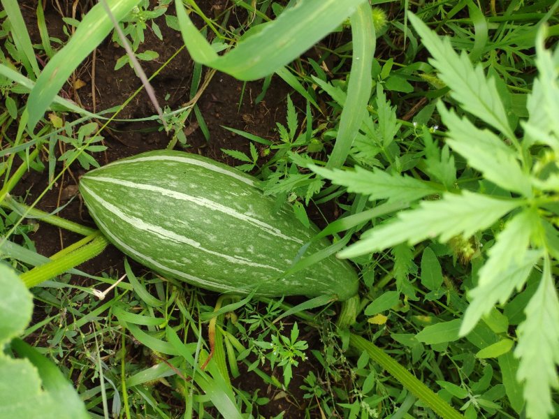 贵族南瓜金丝栗瓜丑瓜内蒙古优质产区，有机种植