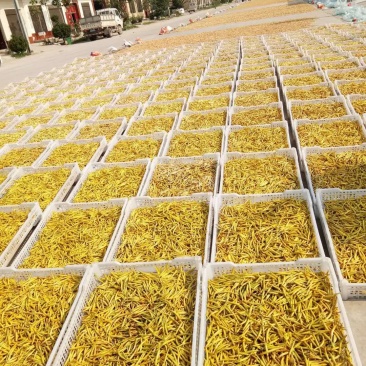 大荔精品黄花菜，产地直销，批发