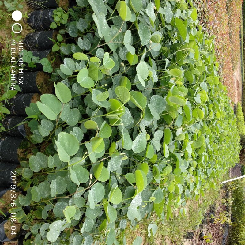 宫粉紫荆紫荆花宫粉羊蹄甲