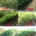宫粉紫荆紫荆花宫粉羊蹄甲