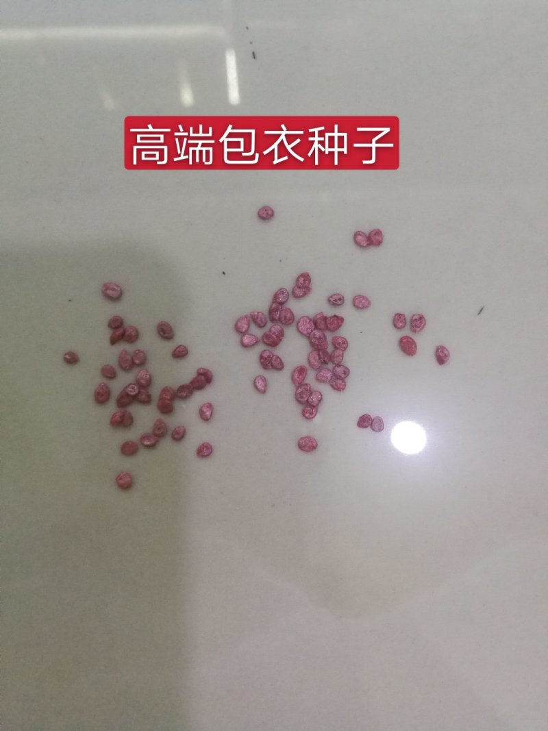 西红柿种子早春越冬番茄品种，抗TY抗死棵欧曼