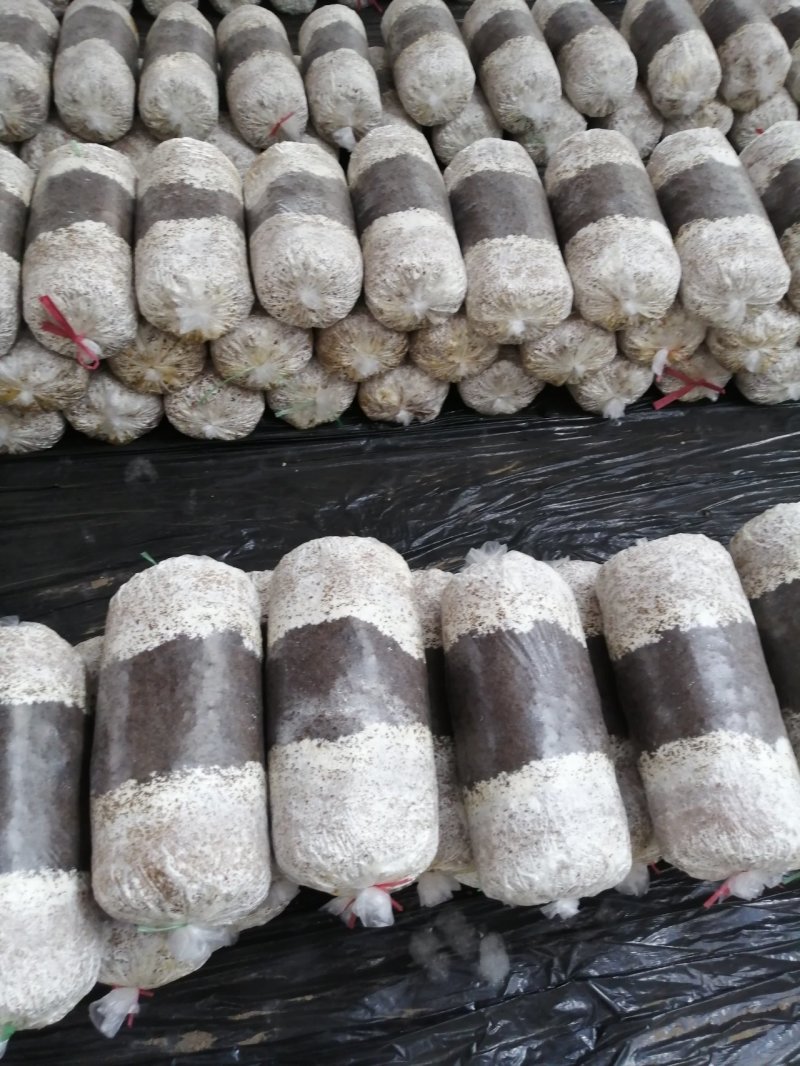 出售平菇秋冬季节菌棒