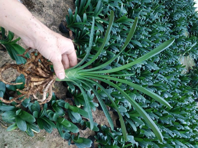 君子兰特价苗种植户直销一手货源货量充足运费便宜视频看苗