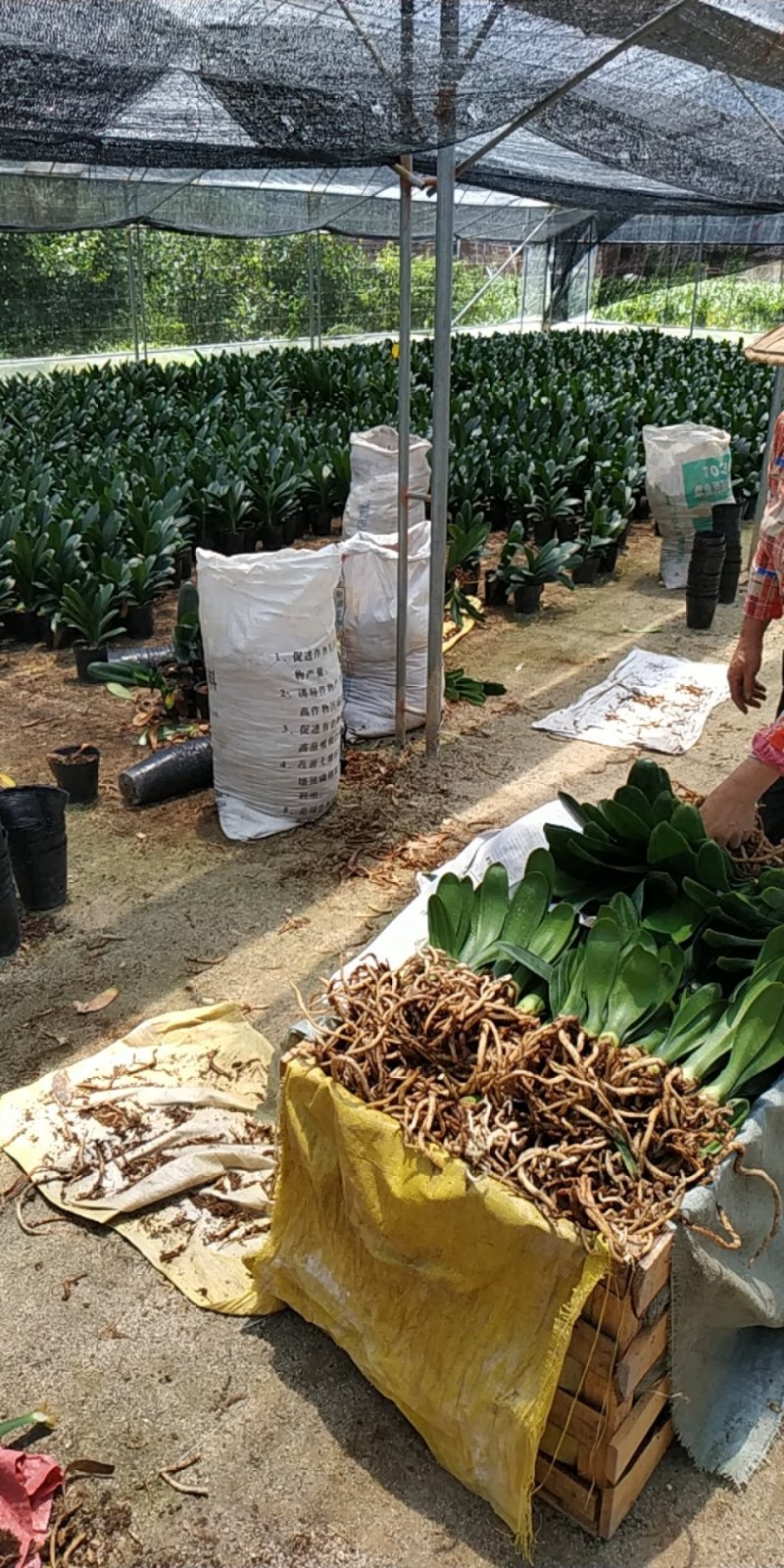 君子兰特价苗种植户直销一手货源货量充足运费便宜视频看苗