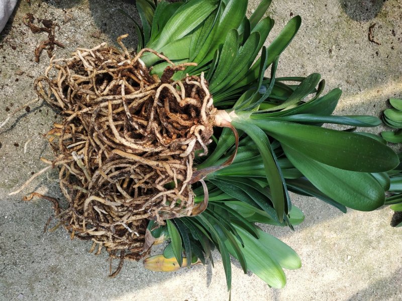 君子兰特价苗种植户直销一手货源货量充足运费便宜视频看苗
