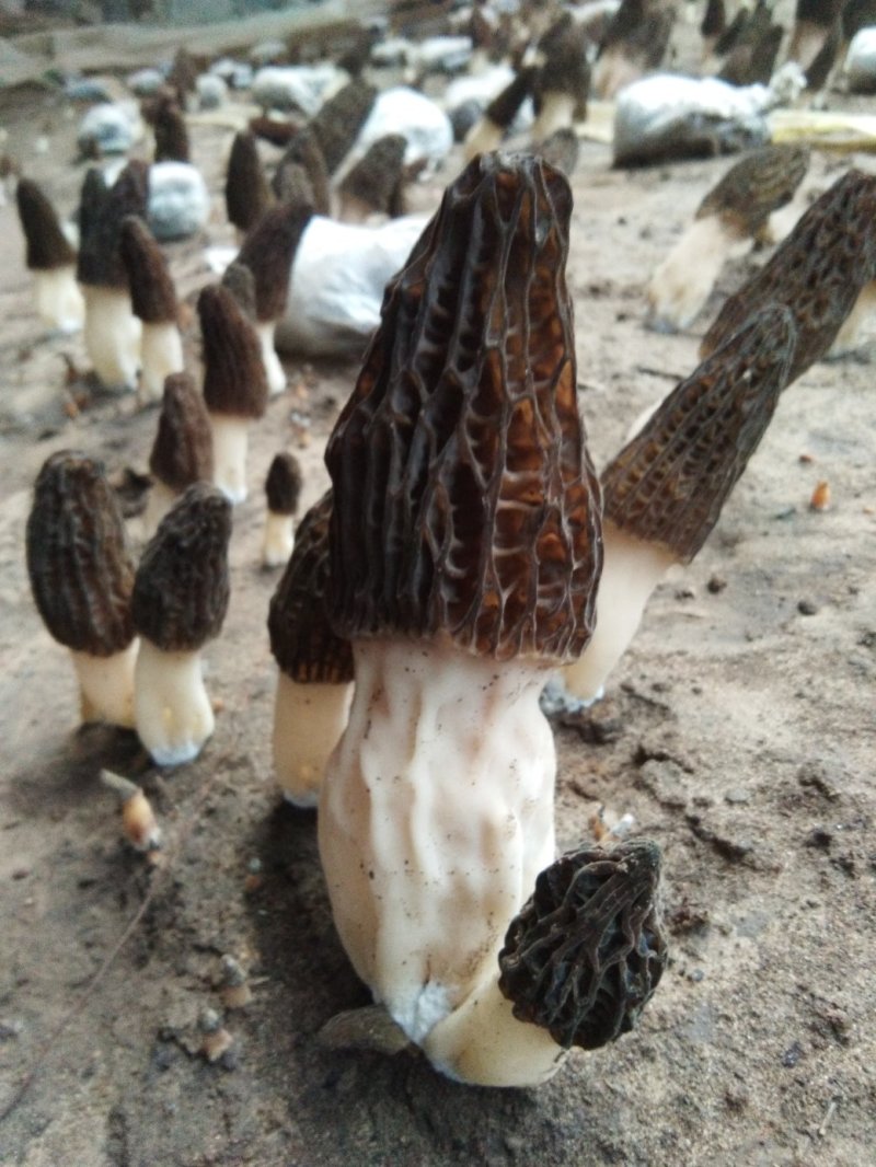 出售羊肚菌试管菌种原种