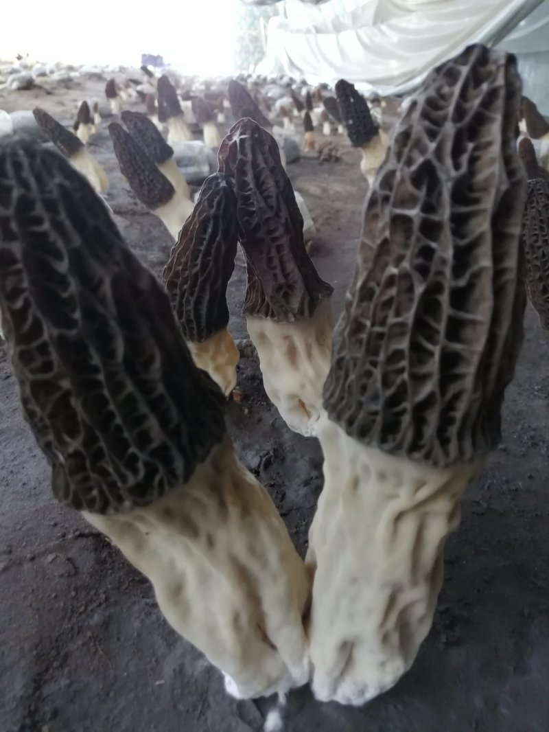 出售羊肚菌试管菌种原种