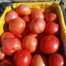 陆地西红柿，大量现货，物流方便