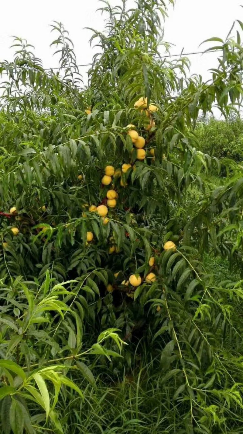 山东桃树苗基地嫁接桃树占木死苗补发量大优惠
