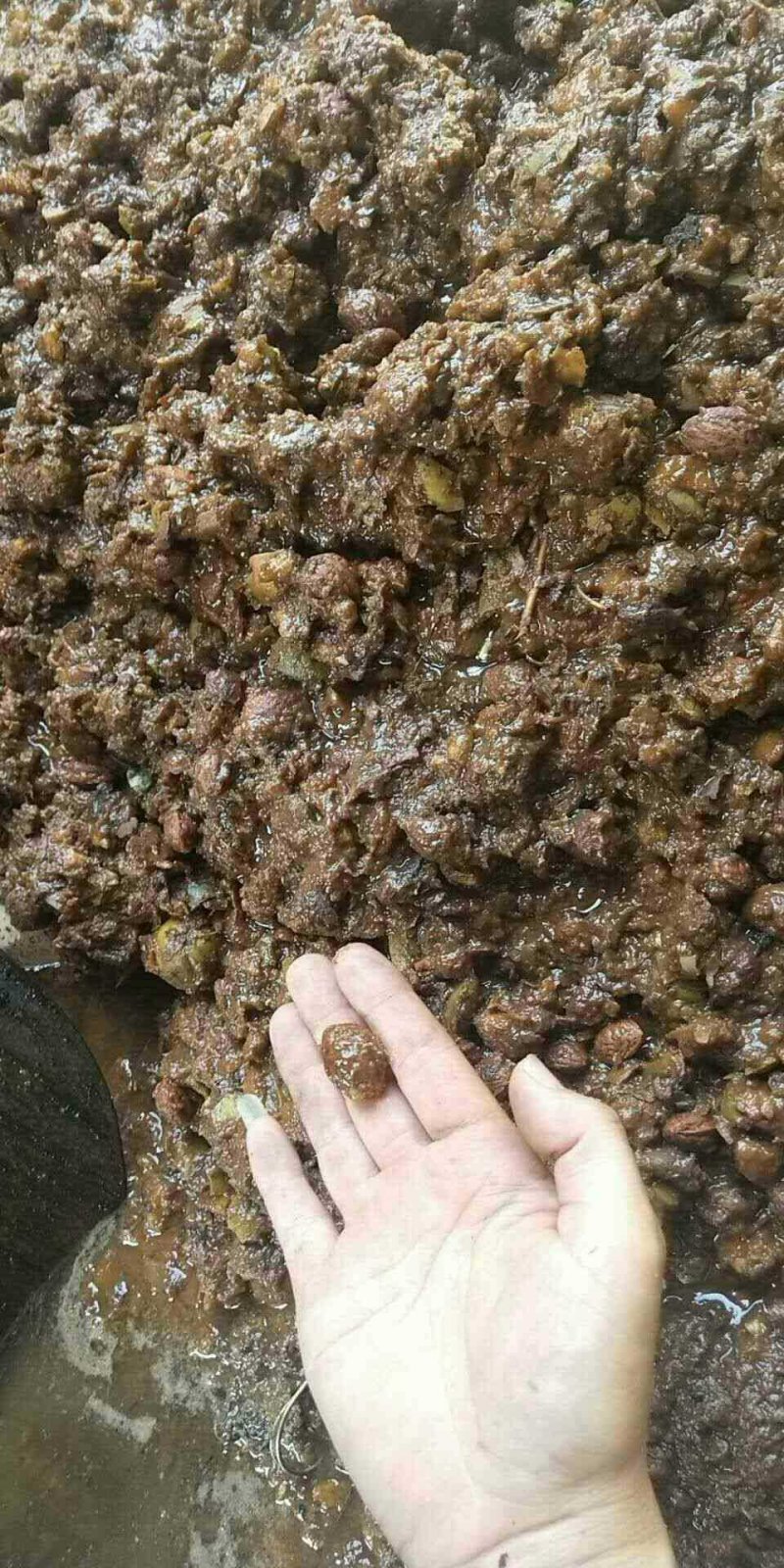 山东桃树苗基地嫁接桃树占木死苗补发量大优惠