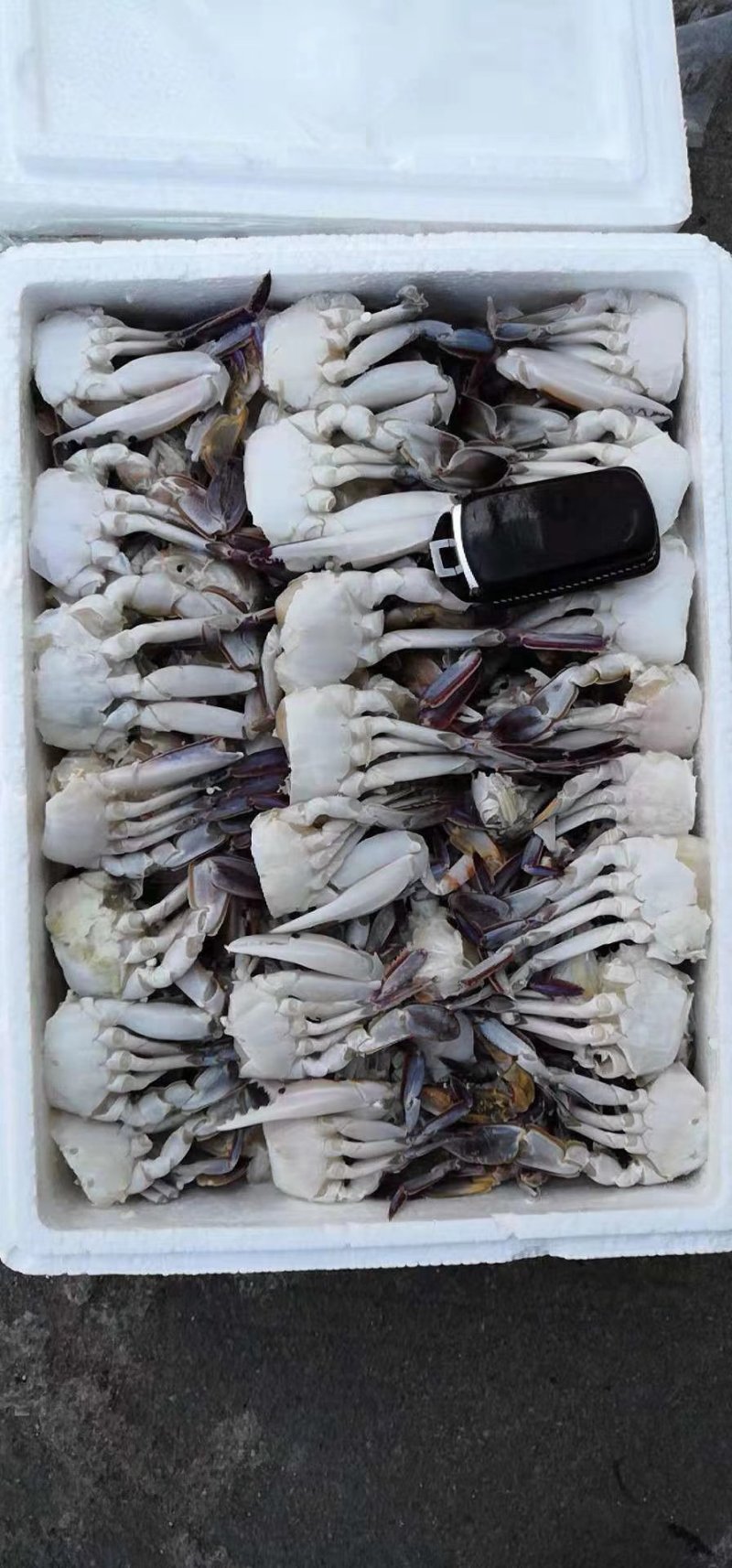 三点切蟹，泡沫箱，盒装均有