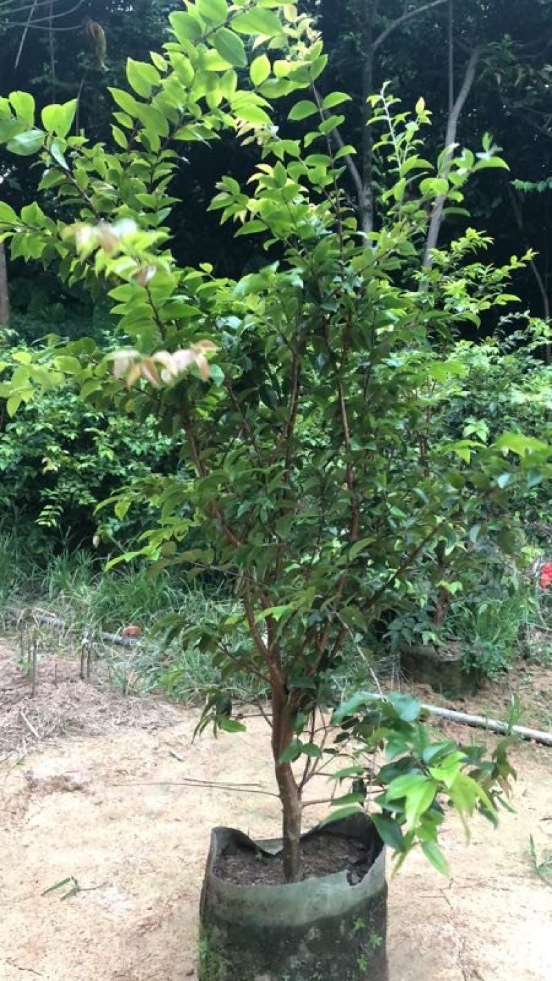 四季早生树葡萄嫁接苗，一年，二年，三年苗都有，三年苗结果