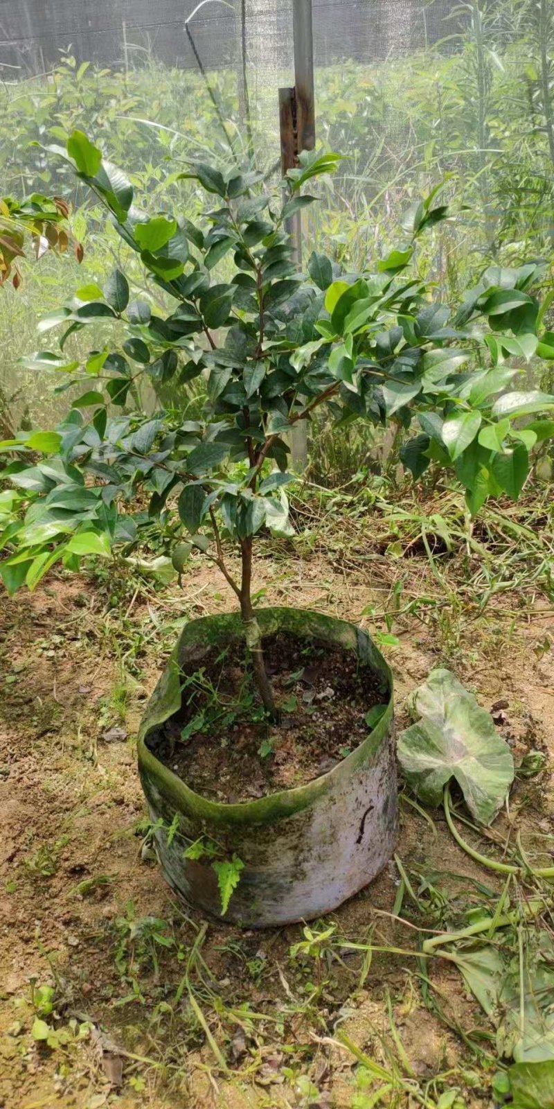 四季早生树葡萄嫁接苗，一年，二年，三年苗都有，三年苗结果