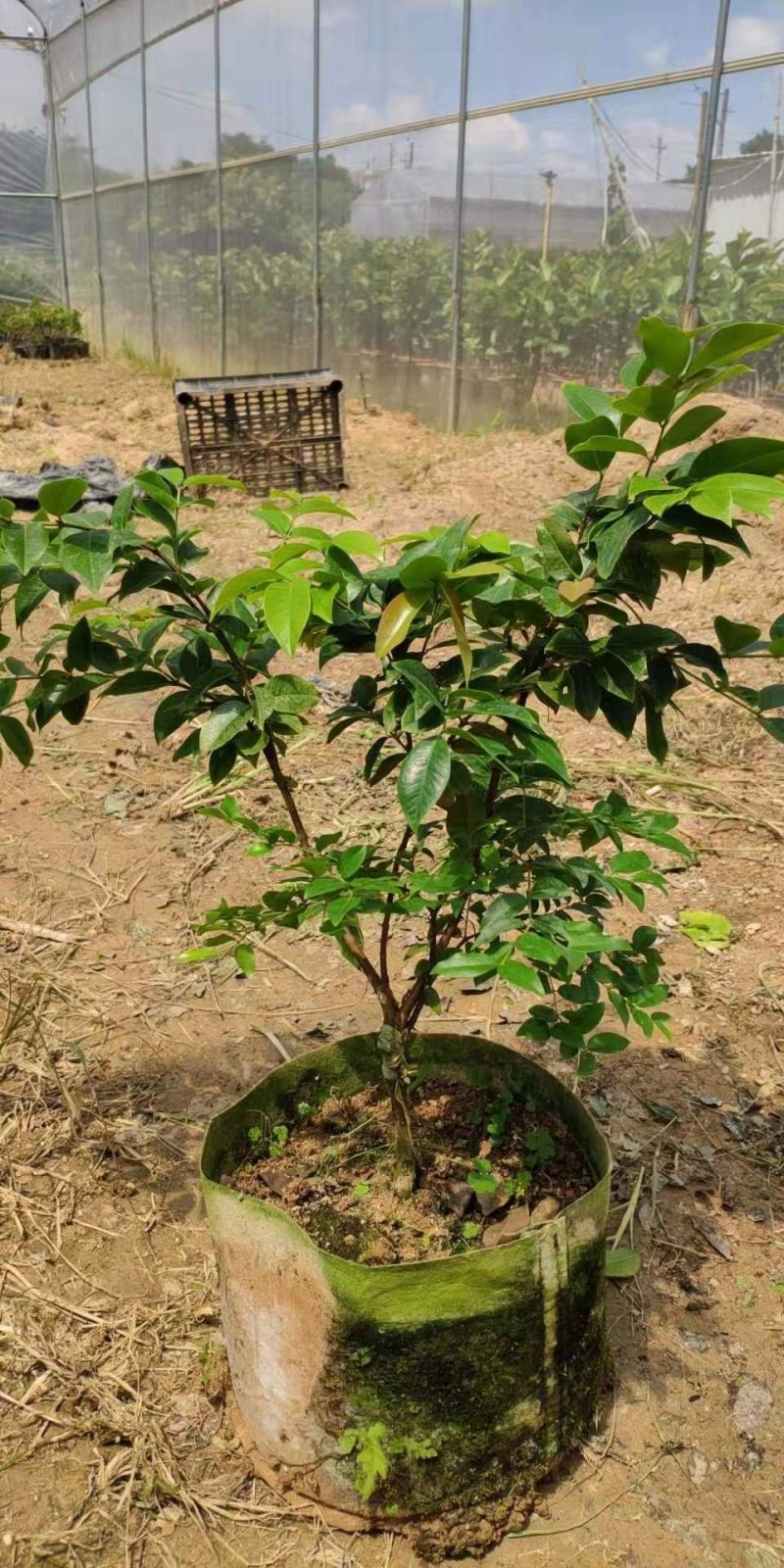 四季早生树葡萄嫁接苗，一年，二年，三年苗都有，三年苗结果
