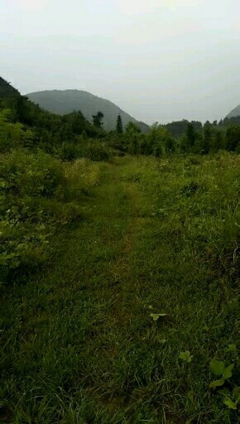 土地出租水田早地鱼池