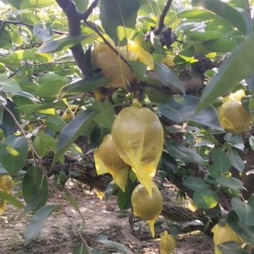 黄花梨