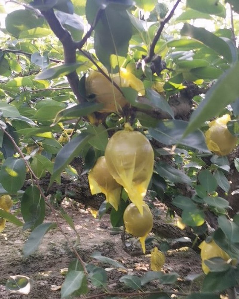 黄花梨