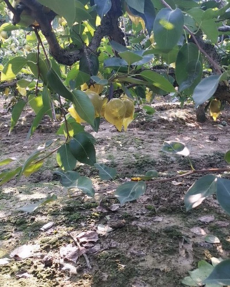 黄花梨