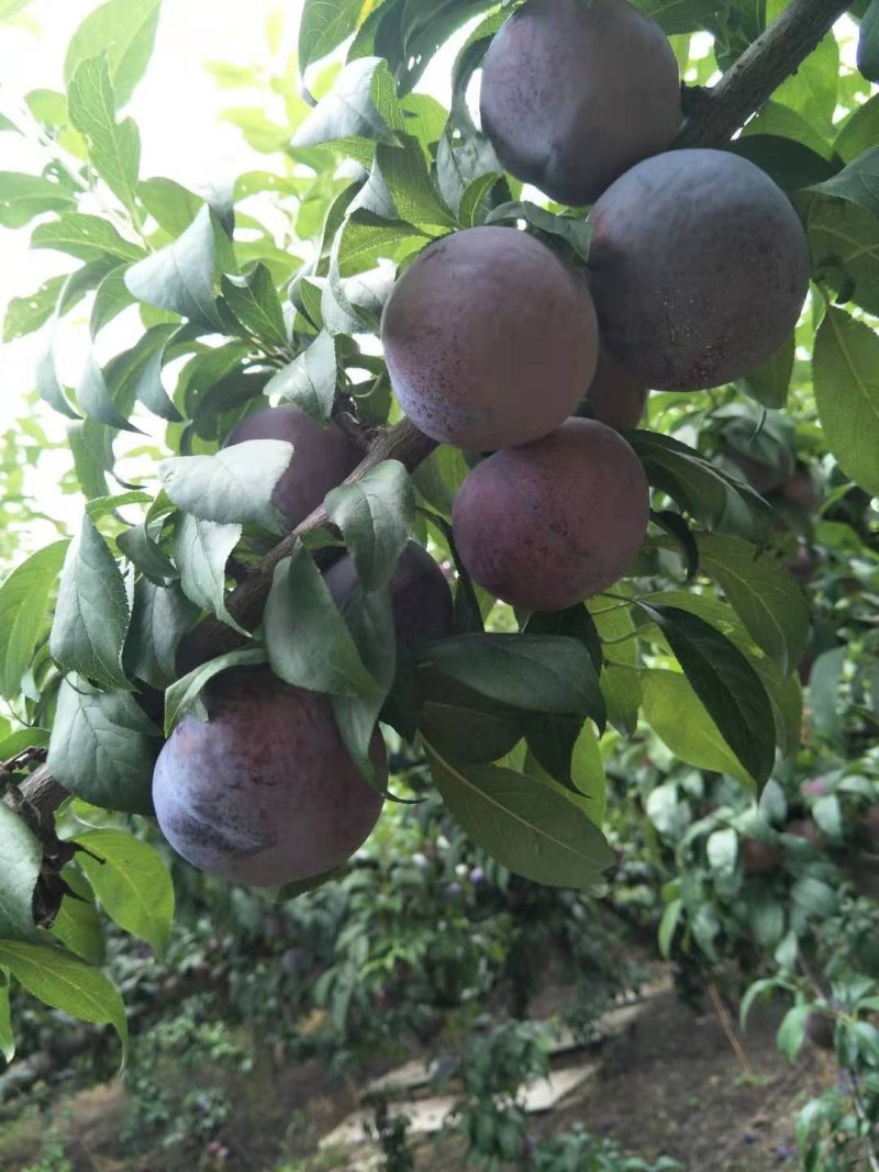 黑布林李子