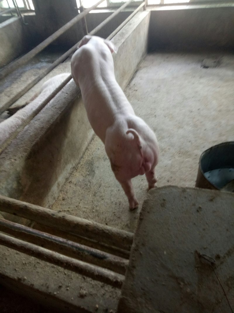 新美系种猪