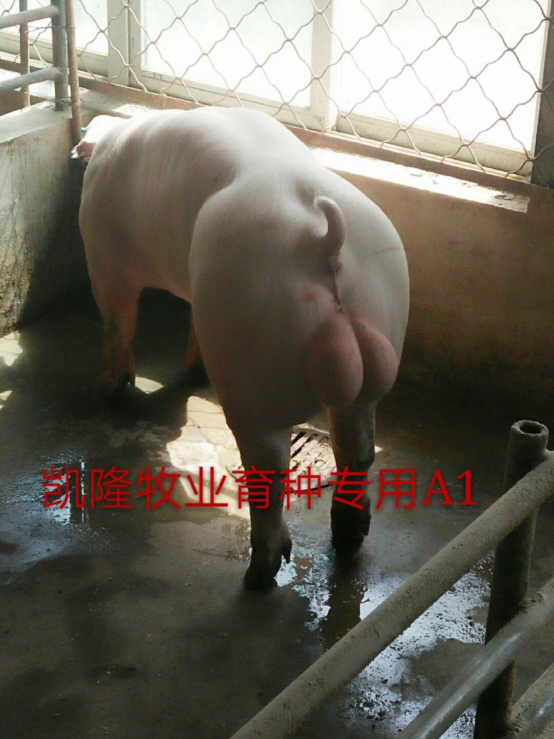 新美系种猪