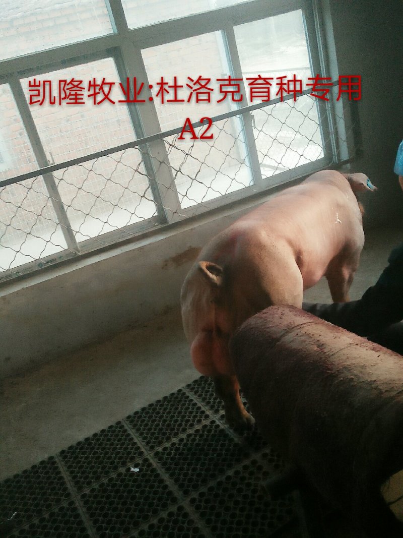 新美系种猪
