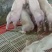 新美系种猪