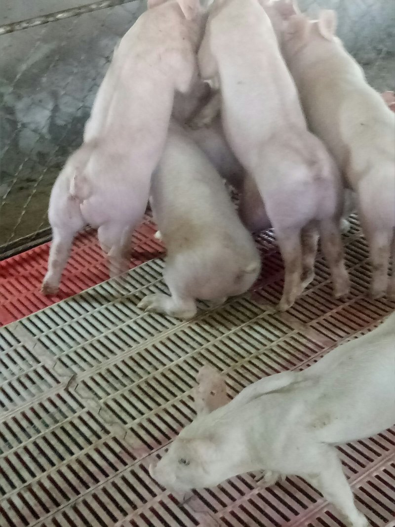 新美系种猪